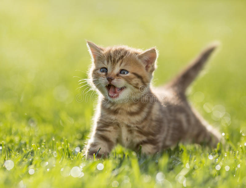 Image of orange kitten in field of grass